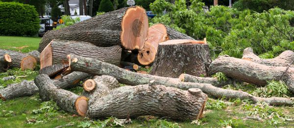 Cost of Large Tree Removal in Prior Lake