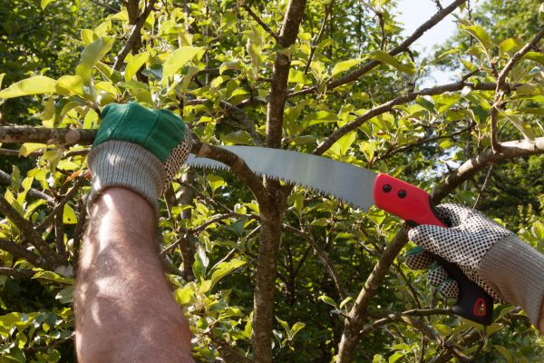 Cost of Small Tree Removal in Prior Lake