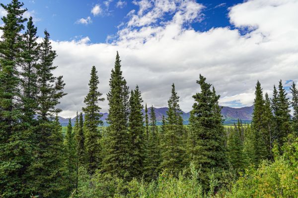 Cost of Spruce Tree Removal in Prior Lake