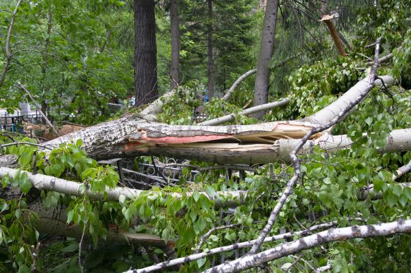 Cost of Birch Tree Removal in Prior Lake
