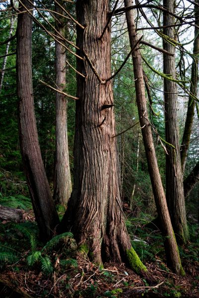 Cost of Cedar Tree Removal in Prior Lake