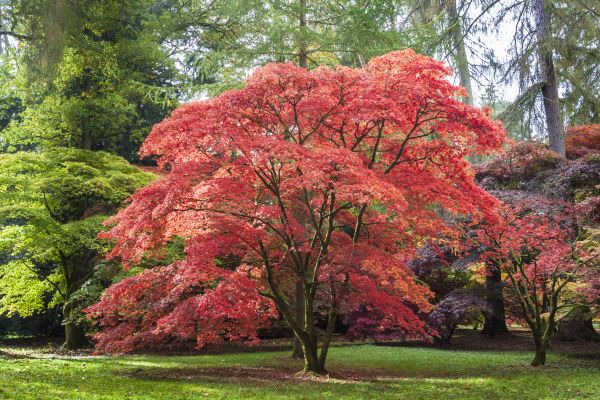 Cost of Maple Tree Removal in Prior Lake