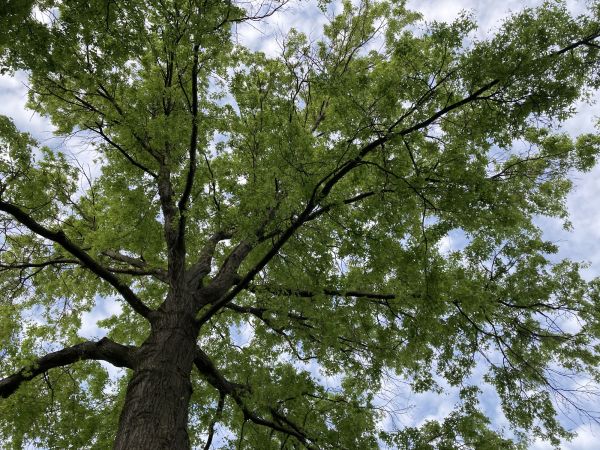Cost of Oak Tree Removal in Prior Lake
