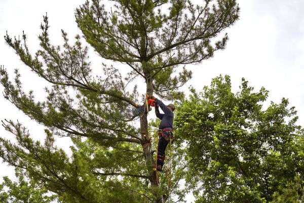 Cost of Pine Tree Removal in Prior Lake