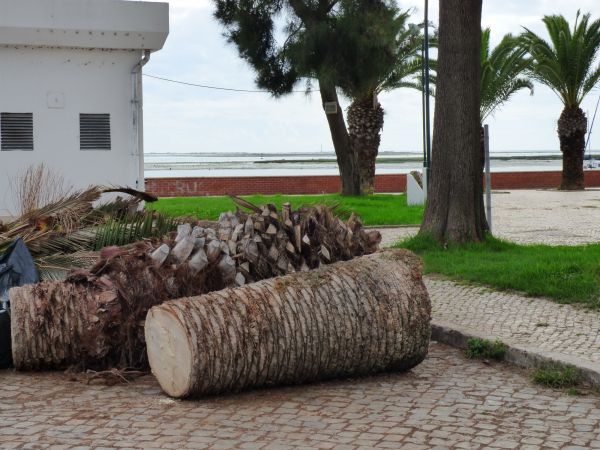 Cost of Palm Trees Removal in Prior Lake