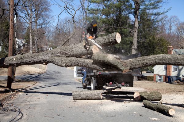 Cost of Residential Tree Removal in Prior Lake