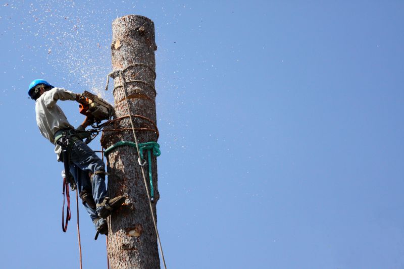 Large Tree Dismantling