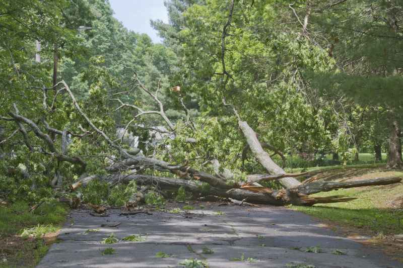 Driveway Clearing