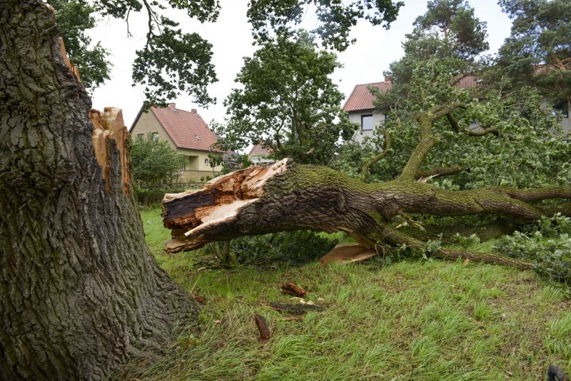 Fallen Tree Blocking Driveway