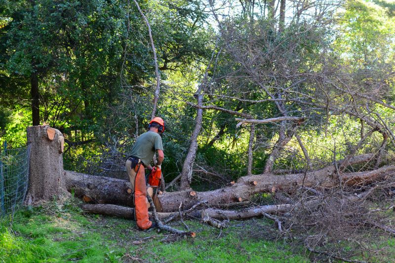 Dead Tree Removal detail