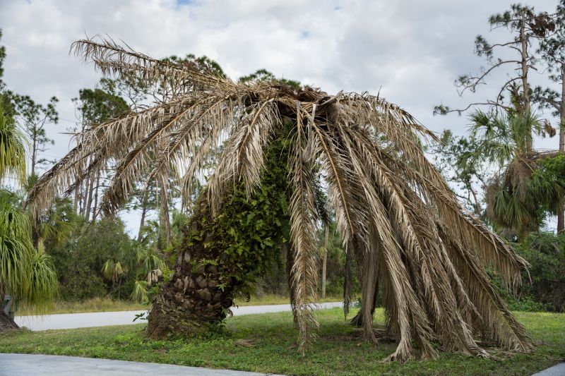Palm Tree Removal