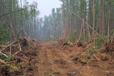 Post-Removal Landscape