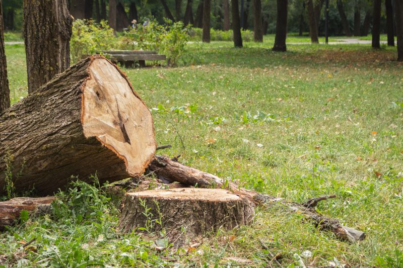Finished Tree Removal