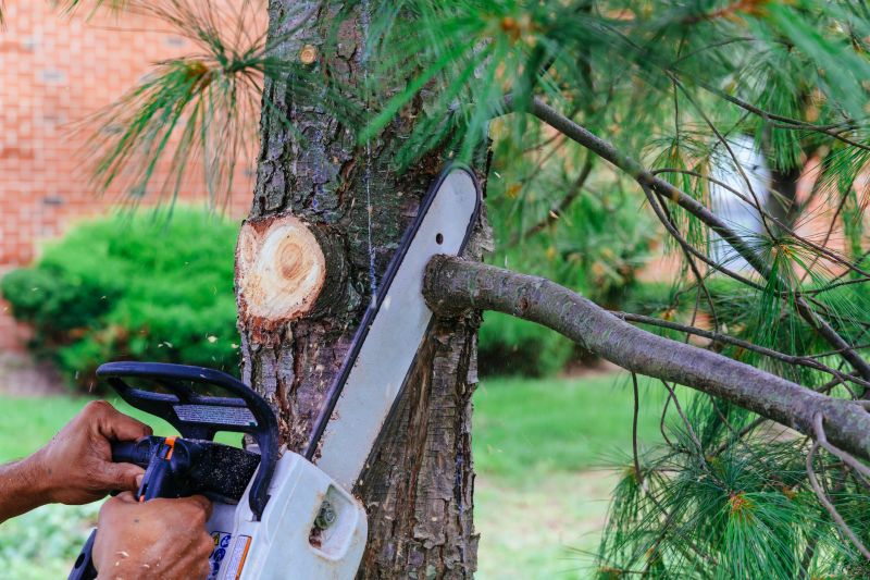 Fall Tree Cutting