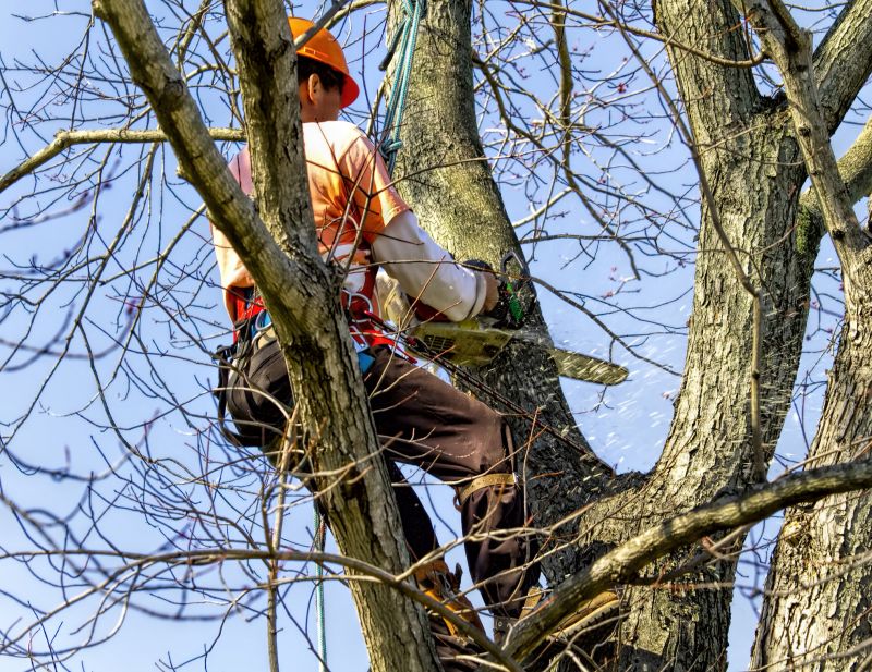 Tree Cutting Process