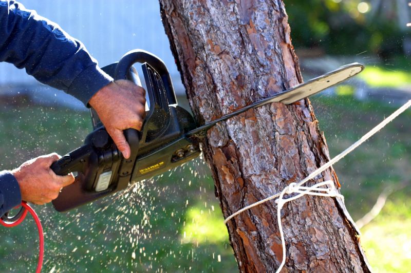 Willow Tree Removal